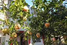 石榴多結還是少結？要質還是要量？讓我欣喜，讓我忐忑