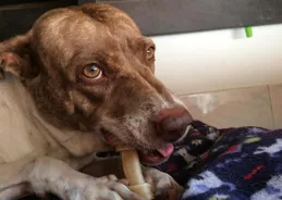 狗狗長期吃火腿腸會有什麽後果