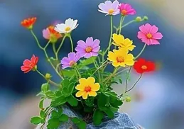 九句小詩，總有一句驚艷了你的初見！