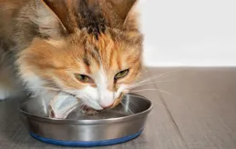 貓咪可以吃生肉嗎？