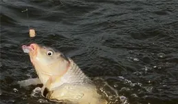 探尋大師釣魚不跑魚秘訣，僅需做出簡單改變，你也能成為大師！