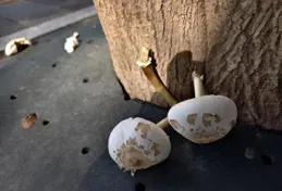 雨後街頭冒出的野生菌勿采食，警惕野生菌中毒