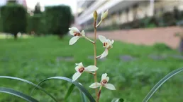 蘭花——中國建蘭名品賞析之含玉、花仙子、無塵。