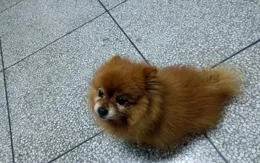 妻子十年前溺水身亡，她生前養的那只小黃狗，做的事讓我流淚！