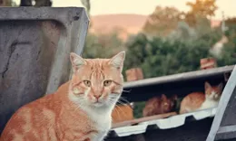 伊珊娜洗護課堂丨貓咪泡泡浴，清潔又除菌