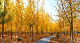 金水生態公園：金秋打卡地 休閑好去處