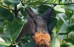 為什麽蝙蝠可以吊著睡覺？其他動物就不能吊著睡覺呢？