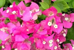 三角梅界的「仙女」，椰子冰顏值高，勤花，豐花，長勢強勁