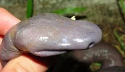 女研究員抓到一只紫紅色大蚯蚓，查明其真實身份後立馬放生！