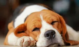 狗狗偷偷跟你「道歉」的7種行為，你還不知道？