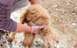 狗狗奄奄一息倒在路邊，身上傷口見骨，連蒼蠅對它都失去了興趣