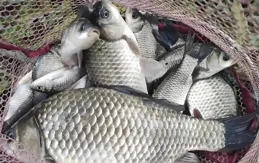 秋冬釣魚全攻略：餌料搭配有訣竅，助你輕松釣鯉魚，收獲滿滿魚獲