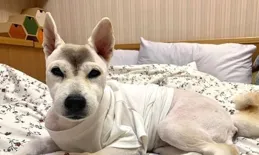 讓美容師稍微剪一下！柴犬卻變小土狗，醜得主人都想笑