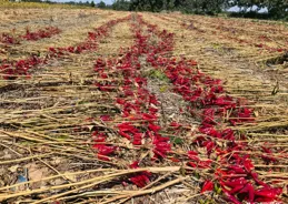 辣椒晾曬幾天才能拉回家？做好這些事，收益才有保障