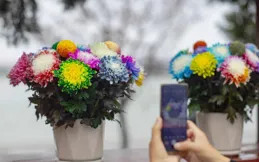 河南古代詩人狂打call，還不來八朝古都看菊花？