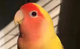 怎樣才能飼養好如麗？這些註意事項值得你關註