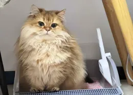 廣西妹子每天嗦粉，給家裏貓都熏入味了…貓崩潰：感覺自己湊湊的