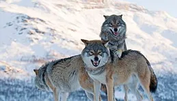 討食的狼群最多時候有12匹！「真的，別再餵了」！