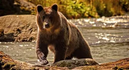 熊和老虎誰更厲害？王者之爭，終極揭秘