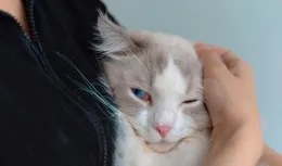 布偶貓，不只是顏值擔當？ 揭秘「仙女貓」背後的五大挑戰