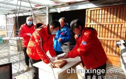 遼寧豐羽心動時刻 530公裏淬練鴿王