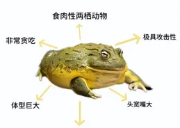 牛蛙有多「害」人？如今它身上最致命的問題，不僅僅只是寄生蟲了