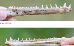 廣東男子釣到「喪屍」鳡魚，身體被啃大半還活著！網友：給個痛快