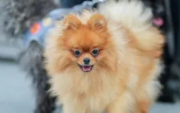 狗會認錯主人嗎？