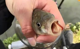 蚯蚓釣魚的八大忌，觸犯其一，萬能餌秒變無用餌！三大必知技巧！