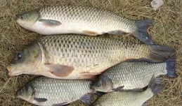 秋末野釣看準時機，氣溫起起伏伏，天氣不對魚不開口