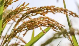 秋之禮贊（散文）張新貴