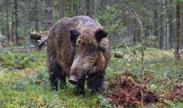 四川深山一老漢獨鬥200斤野豬，卻先救狗，全靠老扁擔趕跑野豬