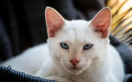 貓咪拉軟便會自愈嗎？揭開真相，守護愛寵健康