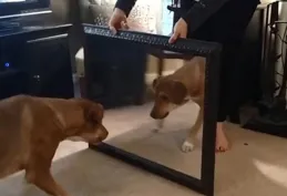 對著鏡子裏的狗