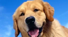 為什麽現在很多養寵物的人會喜歡將自己稱為寵物的爸爸/媽媽呢？