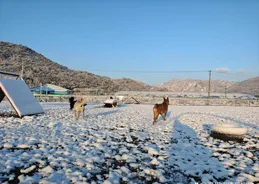 蒼南縣訓練小狗狗