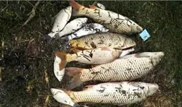 秋季野釣大魚，4個窩料配方精選，輕輕松松釣大魚