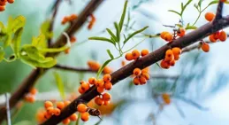 這種漿果維生素C是橙子的30倍，但卻很少有人直接吃！