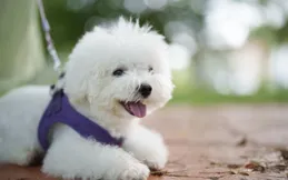 為什麽要給狗做驅蟲？