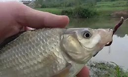 用蚯蚓釣魚，掌握這4招，輕松吸引大魚小魚！