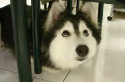 這個哈士奇傻了吧唧，以為自己是貓，但是卻紅得一塌糊塗