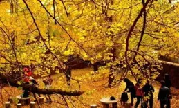 10-12月，9個中國最美銀杏觀賞地（附：觀賞期）！