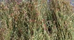 藏在草叢裏的「護肝冠軍」，很多人拿它當草，做成菜團子，特好吃