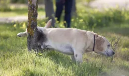為什麽狗能記得回家的路？貓卻總是在外面迷路回不來？其實很簡單