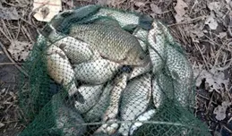 深秋水冷魚口輕，2個方法放大漂相，輕松連竿大板鯽