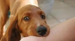 被狗咬傷後應註意什麽？