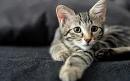 貓咪喜歡睡在主人腳邊是為什麽