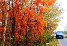 每日一樹——紅楓