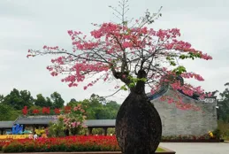 內建花瓶的樹—彌勒異木棉