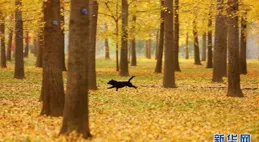 銀杏落金，初冬沈吟